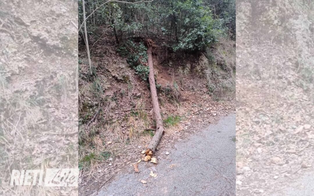 Alberi caduti in via Borgo Sant’Antonio | La segnalazione